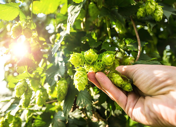 Investing in Public Hop Breeding Program for the Future of the Hop